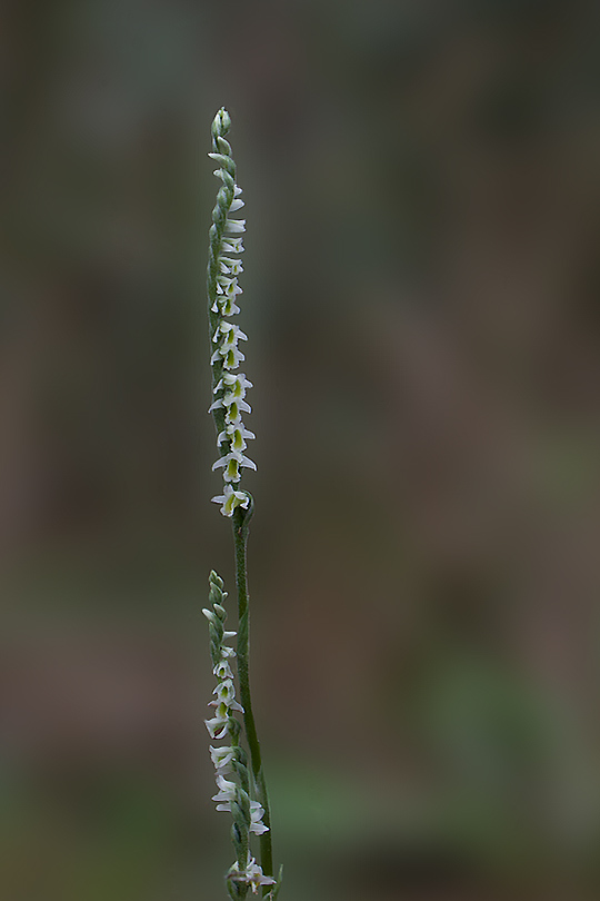 Spiranthes fiorentine..